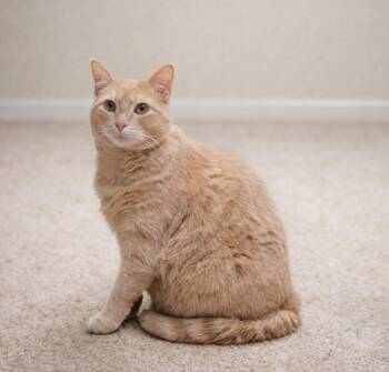 Domestic Short Hair Cats Available for Adoption - Boomer | PetCurious