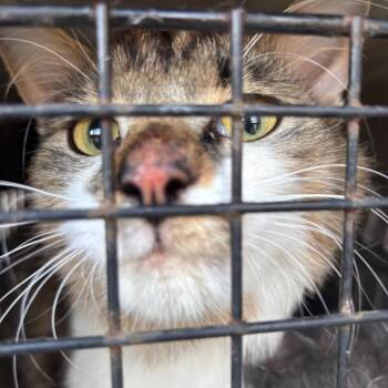 Chip -  Domestic Short Hair Cat for Adoption in Greensboro, North Carolina - Chip | PetCurious
