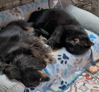 Domestic Short Hair Cats Available for Adoption - Buddy | PetCurious