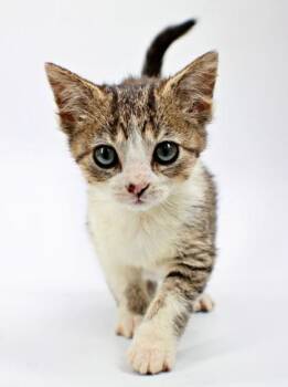 Kevin -  Domestic Short Hair Cat for Adoption in Morton Grove, Illinois - Kevin | PetCurious