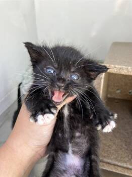 Rescue Domestic Short Hair Cats for Adoption in Stockton, California - FANCY | PetCurious