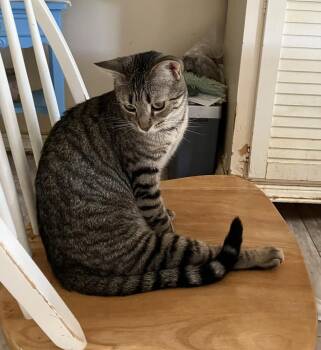 Prince - ET -  Domestic Short Hair Cat for Adoption in Greenville, South Carolina - Prince - ET | PetCurious