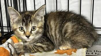 Root Beer -  Domestic Short Hair Cat for Adoption in Williamsburg, Virginia - Root Beer | PetCurious