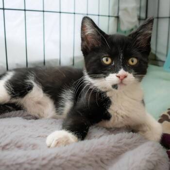 Parker -  Domestic Short Hair Cat for Adoption in South Elgin, Illinois - Parker | PetCurious