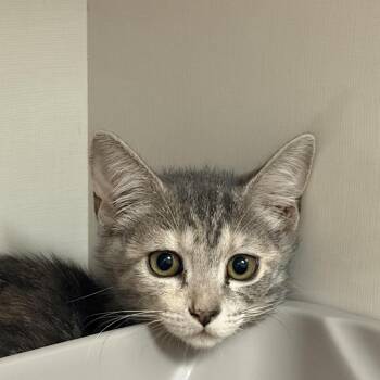 Macaron -  Domestic Short Hair Cat for Adoption in Redwood City, California - Macaron | PetCurious