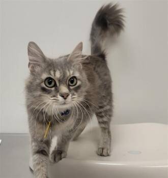 Domestic Medium Hair Cats Available for Adoption in St. Louis, Missouri - BAMBI | PetCurious