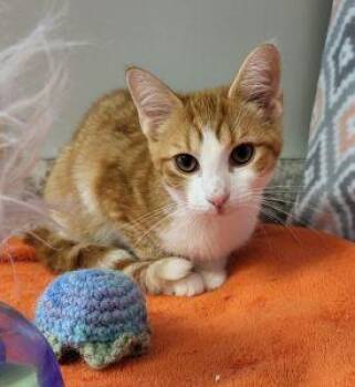 Percy -  Domestic Short Hair Cat for Adoption in Bucyrus, Ohio - Percy | PetCurious