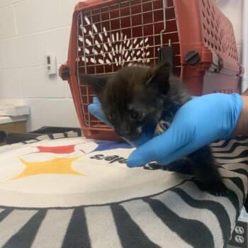 Barracuda -  Domestic Short Hair Cat for Adoption in West Palm Beach, Florida - Barracuda | PetCurious