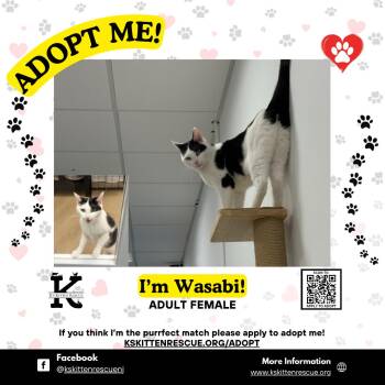 Wasabi -  Domestic Short Hair Cat for Adoption in OSBORNVILLE, New Jersey - Wasabi | PetCurious