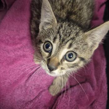 Frankie Valli -  Domestic Short Hair Cat for Adoption in Newark, New Jersey - Frankie Valli | PetCurious