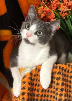 4/29/26 Mercury -  Domestic Short Hair Cat for Adoption in Stillwater, Oklahoma - 4/29/26 Mercury | PetCurious