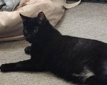 Obsidian -  Domestic Short Hair Cat for Adoption in Bayonne, New Jersey - Obsidian | PetCurious