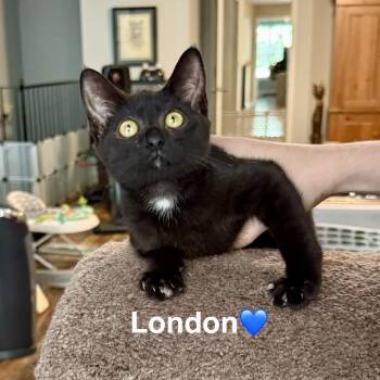 London -  Domestic Short Hair Cat for Adoption in Peachtree City, Georgia - London | PetCurious