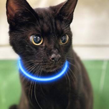 Domestic Short Hair Cats Available for Adoption in Sarasota, Florida - Sabrina | PetCurious
