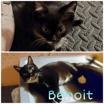 Sherlock, Hercule, Benoit, Dirk -  Domestic Short Hair Cat for Adoption in Louisville, Kentucky - Sherlock, Hercule, Benoit, Dirk | PetCurious