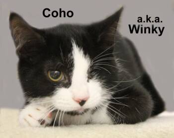 Coho (a.k.a. Winky) Fuhr. (sweet male kitten) -  Domestic Short Hair Cat for Adoption in Stowe, Pennsylvania - Coho (a.k.a. Winky) Fuhr. (sweet Male Kitten) | PetCurious