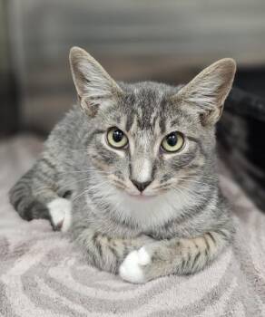 Fred and Barney -  Domestic Short Hair and Tabby Cat for Adoption in Webster, Massachusetts - Fred And Barney | PetCurious