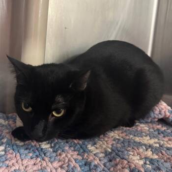 Domestic Short Hair Cats Available for Adoption - Jason | PetCurious