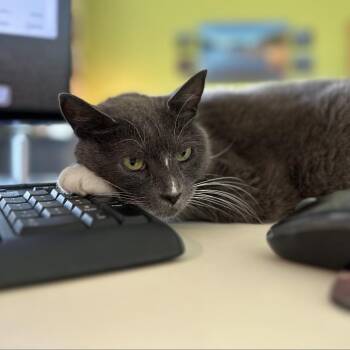 Domestic Short Hair Cats Available for Adoption in Roanoke, Virginia - Glamour | PetCurious