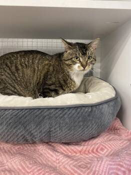 American Shorthair Cats Available for Adoption in Mountain Home, Arkansas - Scar | PetCurious