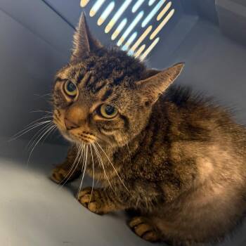Jenna-Fur -  Domestic Short Hair Cat for Adoption in Watertown, New York - Jenna-Fur | PetCurious