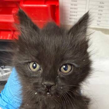 Domestic Medium Hair Cats Available for Adoption in Yuma, Arizona - Snape | PetCurious
