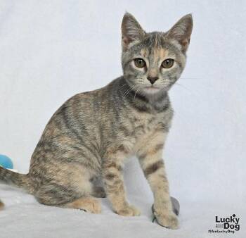 Yumi -  Domestic Short Hair Cat for Adoption in Washington, District Of Columbia - Yumi | PetCurious