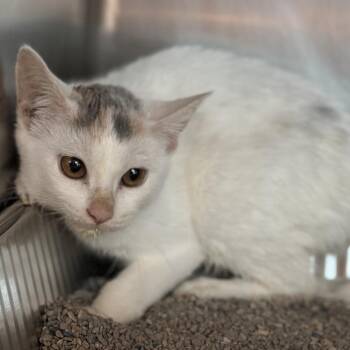 Leaves -  Domestic Short Hair Cat for Adoption in Matteson, Illinois - Leaves | PetCurious