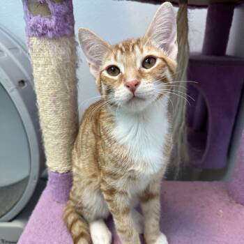 Rescue Domestic Short Hair Cats for Adoption in Decherd, Tennessee - Dr. Seuss | PetCurious