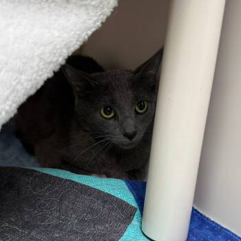 Madison -  Domestic Short Hair Cat for Adoption in Durango, Colorado - Madison | PetCurious