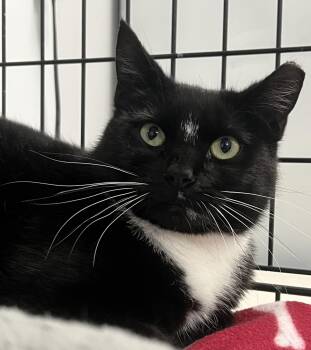 Domestic Short Hair Cats Available for Adoption in Johnston, Rhode Island - Sylvia | PetCurious