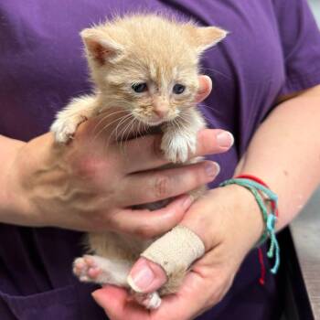 Carolina -  Domestic Short Hair Cat for Adoption in Trenton, New Jersey - Carolina | PetCurious