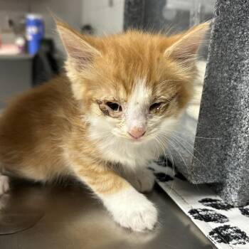 Domestic Short Hair Cats Available for Adoption in Greenville, South Carolina - Hairy Pawter | PetCurious