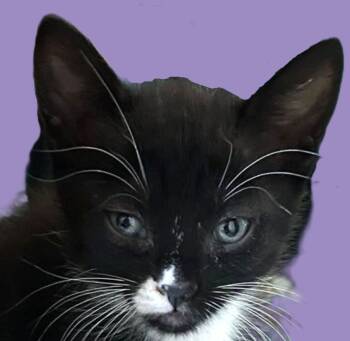 Rescue Domestic Short Hair Cats for Adoption in Savannah, Georgia - Murphy | PetCurious