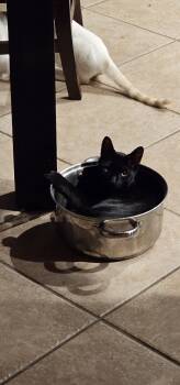 Rescue Domestic Short Hair Cats for Adoption in Austin, Texas - Moose | PetCurious