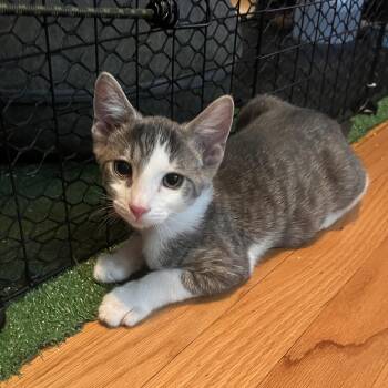 Rescue Domestic Short Hair Cats for Adoption in Austintown, Ohio - Spunk | PetCurious