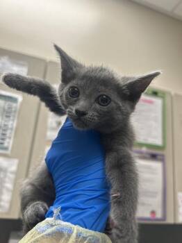 Domestic Short Hair Cats Available for Adoption in Las Vegas, Nevada - LUPE | PetCurious