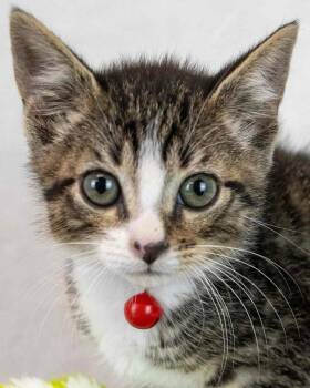 Domestic Short Hair and Tabby Cats Available for Adoption in Kennesaw, Georgia - Malik | PetCurious