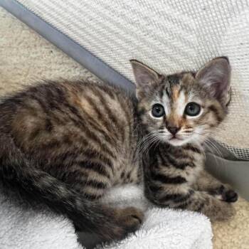 Nanook -  Domestic Short Hair Cat for Adoption in Hedgesville, West Virginia - Nanook | PetCurious