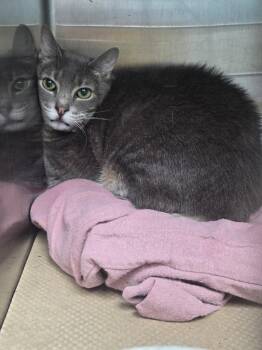 Grace (TAS 15) -  Domestic Short Hair Cat for Adoption in Trenton, New Jersey - Grace (TAS 15) | PetCurious