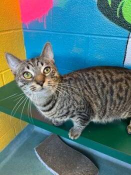 Rescue Domestic Short Hair Cats for Adoption in Williamsport, Pennsylvania - Jimmy | PetCurious