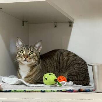 Domestic Short Hair Cats Available for Adoption in East Brunswick, New Jersey - Paris (bonded To Prince) | PetCurious