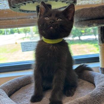 Clover -  Domestic Short Hair Cat Available for Adoption in Naperville, Illinois - Clover | PetCurious
