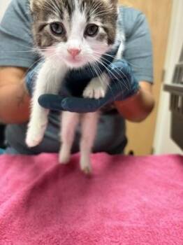 Maple -  Domestic Short Hair Cat for Adoption in Sacramento, California - Maple | PetCurious