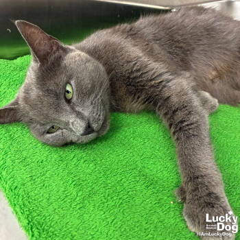 Rescue Domestic Short Hair Cats for Adoption in Washington, District Of Columbia - Marie | PetCurious