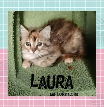 Laura -  Domestic Medium Hair and Torbie Cat for Adoption in Pensacola, Florida - Laura | PetCurious