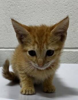 SESAME -  Domestic Short Hair Cat for Adoption - SESAME | PetCurious