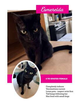 Esmerelda--NEEDS YOU -  Domestic Short Hair Cat for Adoption in Franklin, Tennessee - Esmerelda--NEEDS YOU | PetCurious