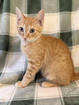 Poseidon -  Domestic Short Hair and Tabby Cat for Adoption in Greensboro, North Carolina - Poseidon | PetCurious