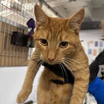 Hermey -  Domestic Short Hair Cat for Adoption in New York, New York - Hermey | PetCurious